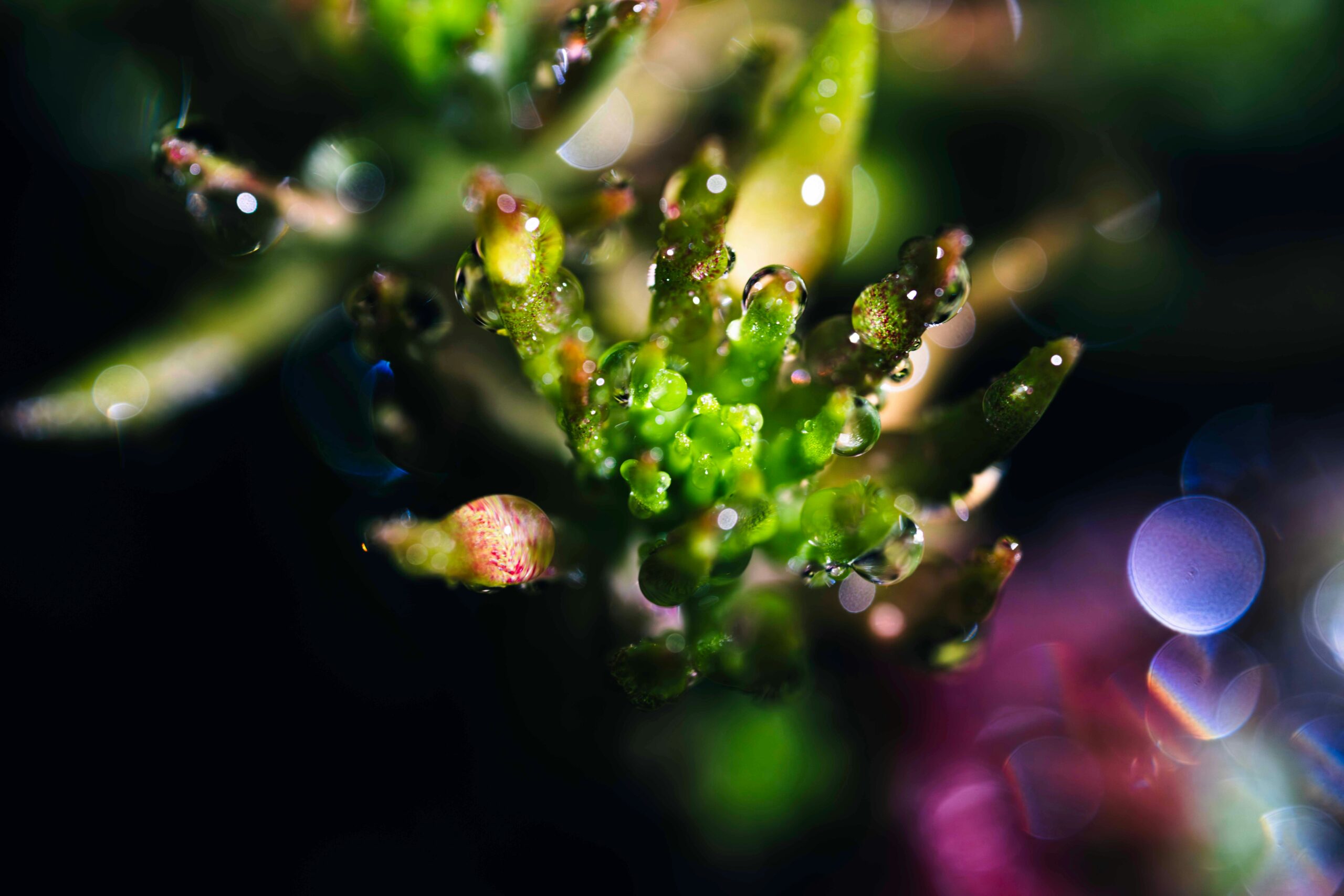 wei-gong-NeUkw6O4YXM-unsplash Soft focus botanical detail representing plant compound interaction